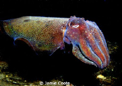 My Giant.
Giant Australian Cuttlefish.
Taken at Tumby B... by Jamie Coote 